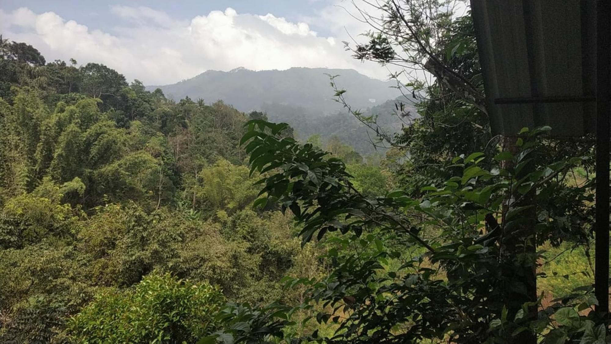 Moselberg Riverside Cottages Munnar Værelse billede